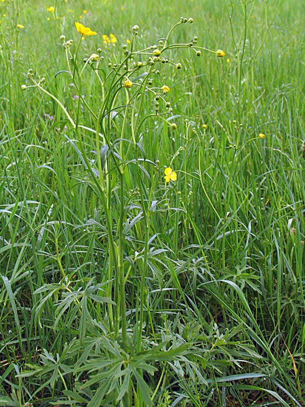 Ranunculus acris L / Ranuncolo comune